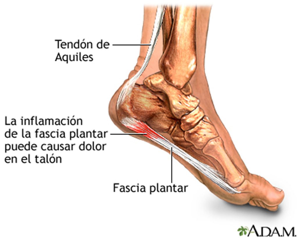 Fascia